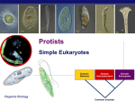 Protists - Explore Biology