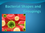 Bacterial Shapes and Groupings