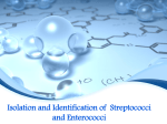 Isolation and Identification of Streptococci and Enterococci