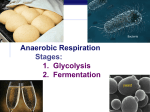 Chapter 9. Cellular Respiration STAGE 1: Glycolysis