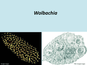 Cytoplasmic Incompatibility