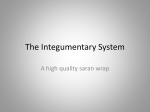 Integumentary Anatomy Updated for Test