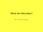 What Are Microbes?