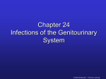 Genitourinary