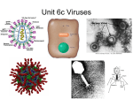Unit 6c Viruses