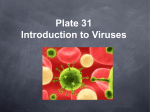 Plate 31 - Introduction to Viruses