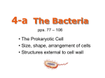 The Bacteria - De Anza College
