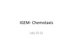 IGEM-_Chemotaxis_July_21