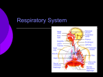 Respiratory System - BartlettsBiology11C