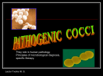 Pathogenic Cocci