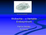 Wolbachia – a Heritable Endosymbiont