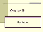 Chapter 18 - Bacteria slides