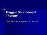 Maggot Debridement Therapy