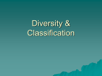 Classification