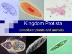 Kingdom Protista