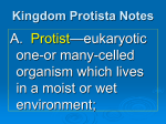 Kingdom Protista Notes