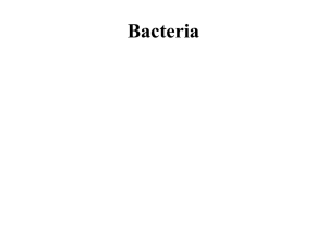 Domain Bacteria Kingdom Eubacteria