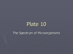 Plate 10 - Spectrum of Microorganisms