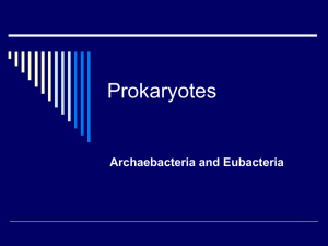 Prokaryotes