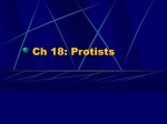 Ch 18 - protists