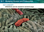 18.1 Studying Viruses and Prokaryotes