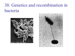 Recomn in Bacteria and Viruses