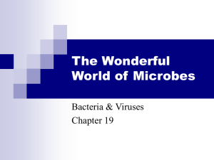 The Wonderful World of Microbes