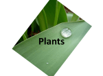 Plants - Sophia