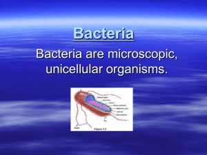 Bacteria are prokaryotic (lack a nucleus)