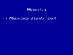 Bacterial Conjugation