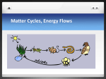 Food Webs and Energy Transfer