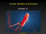 Chapter 20 Prokaryotes