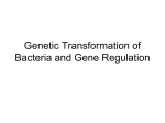 Lab Genetic Transformation