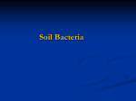 Soil Bacteria Autochthonous (k-selective, k