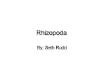 Rhizopoda