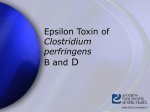 Clostridium perfringens Epsilon Toxin