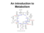 An introduction to Metabolism