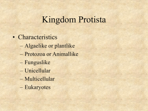 Unit 8 Notes (Protista)