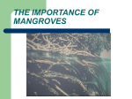 THE IMPORTANCE OF MANGROVES