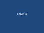 Enzymes - CynthiaJankowski