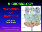 Taxonomy of Bacteria