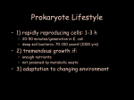 Phylogenetic Relationships