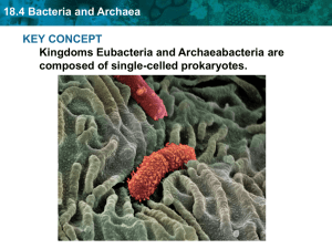 18.4 Bacteria and Archaea