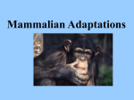 Mammalian Adaptations - local.brookings.k12.sd.us