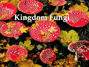 Kingdom Fungi