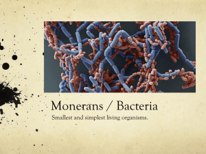 Monerans / Bacteria