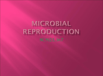 L16.7_Microbial Reproduction