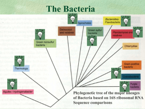 Gram-Positive Bacteria