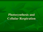 Photosynthesis and Cellular Respiration