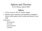 Spleen-thymus-09